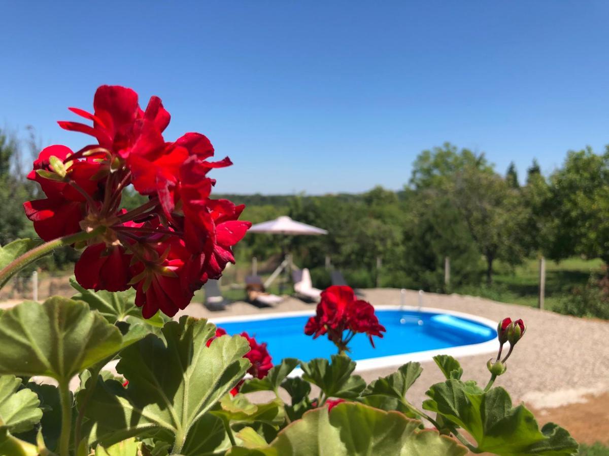 Fruska Pool House Villa Sremska Kamenica Bagian luar foto